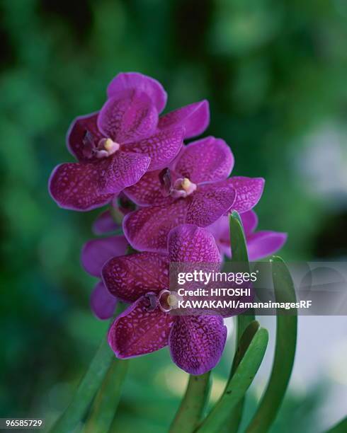 orchid, vanda, close up, tokyo prefecture, japan - vandaceous stock pictures, royalty-free photos & images