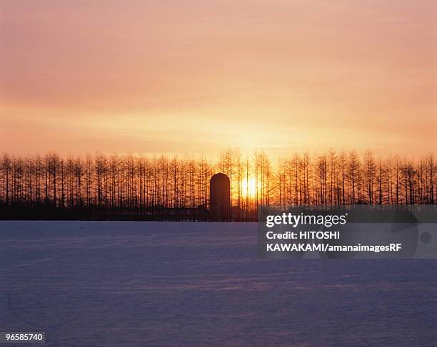 snowy land and japanese larch in the evening, kamishihoro town, hokkaido prefecture, japan - japanese larch stock pictures, royalty-free photos & images