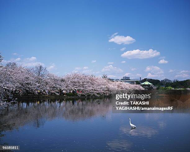 cherry blossoms in ueno park, tokyo prefecture, japan - ueno park stock-fotos und bilder