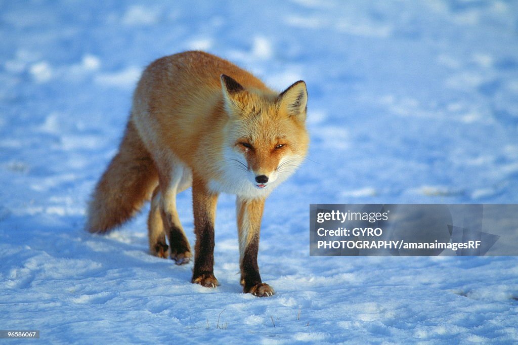 Red Fox, Hokkaido Prefecture, Japan