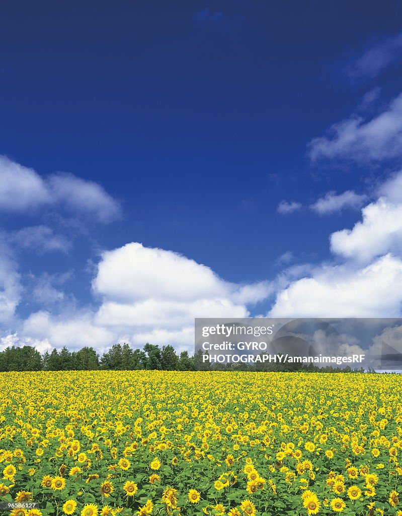 Sunflower field. Hokkaido,  Japan