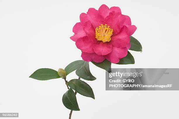 camellia sasanqua - camellia stock-fotos und bilder