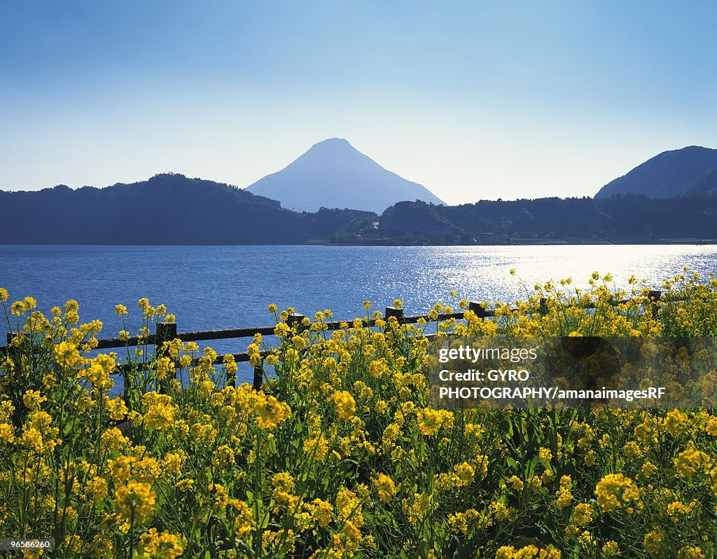 Rape-blossom field with lake and Mt. Kaimon in the background, Kagoshima prefecture, Japan