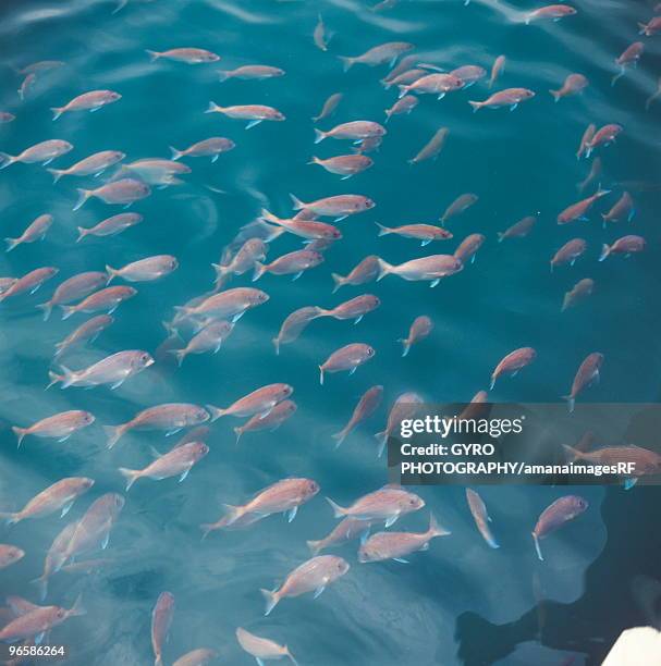 sea bream swimming in a fish farm - sparidae stock pictures, royalty-free photos & images