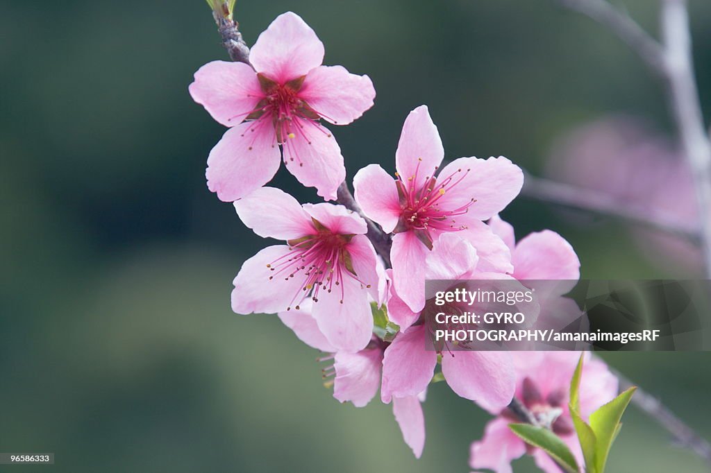 Peach blossom