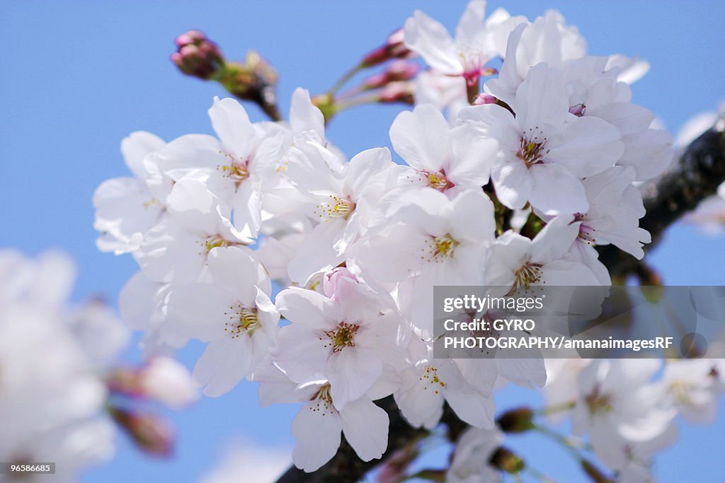 Blossoming cherry tree