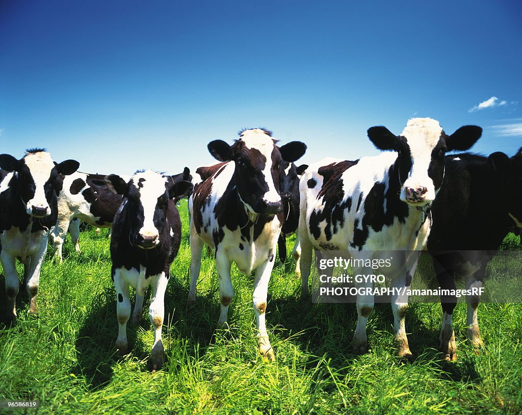 Cows in the field, Betsukai town, Hokkaido prefecture, Japan