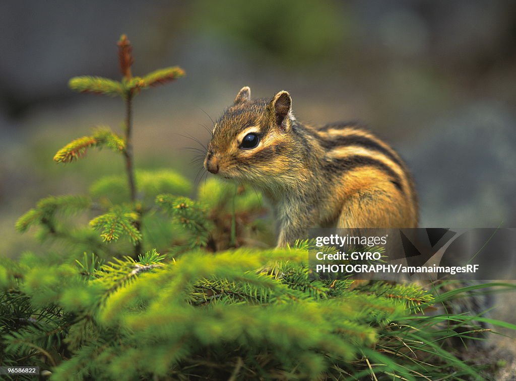 Chipmunk, Hokkaido prefecture, Japan