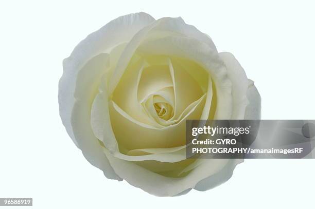 White Roses Cut Single White Rose Photos and Premium High Res Pictures - Getty Images