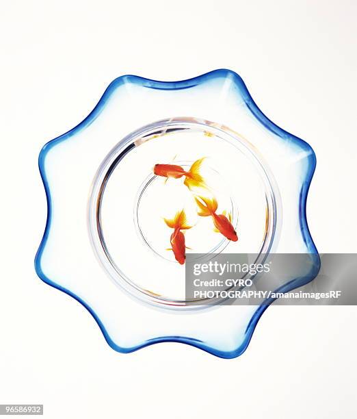 goldfish in bowl, white background - fish bowl stock-fotos und bilder