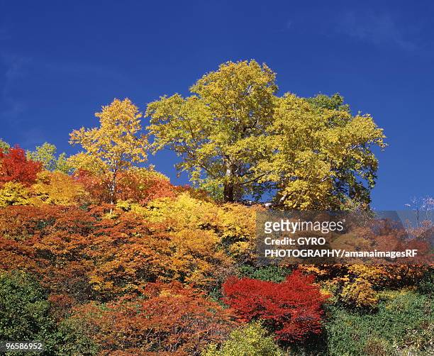 trees in autumn color, kamikawa town, hokkaido prefecture, japan - 上川町 ストックフォトと画像