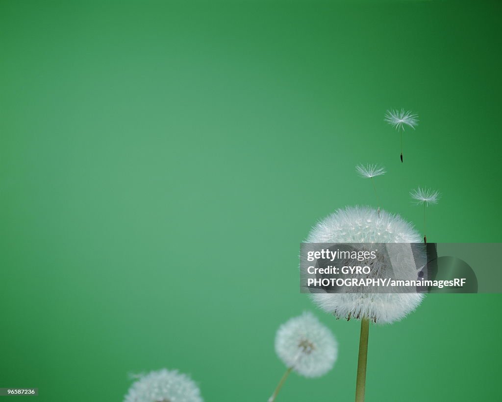 Dandelion with seeds blowing