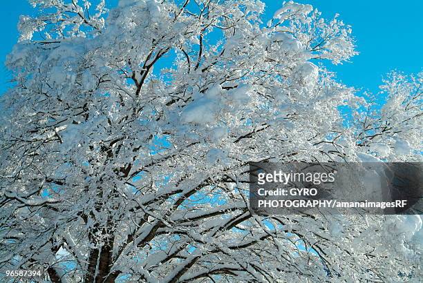 silver frost in takashima,  shiga prefecture,  japan - 高島市 ストックフォトと画像