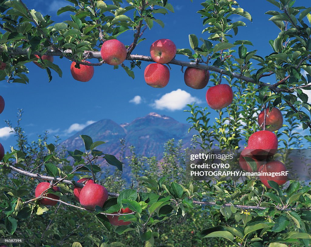 Mt. Iwaki and apples on branches, Hirosaki city, Aomori prefecture, Japan