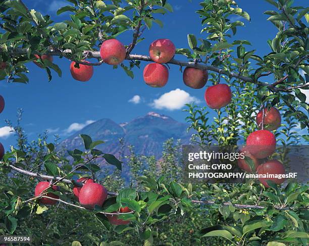 mt. iwaki and apples on branches, hirosaki city, aomori prefecture, japan - aomori city stock pictures, royalty-free photos & images