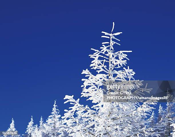 japanese larch white with frost, close up, blue background - japanese larch stock pictures, royalty-free photos & images