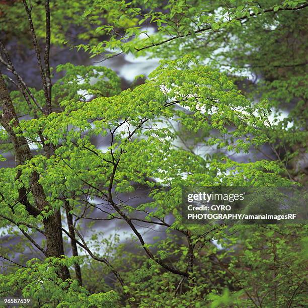 tree beside river, close up, urabandai, fukushima prefecture, japan - 裏磐梯 ストックフォトと画像