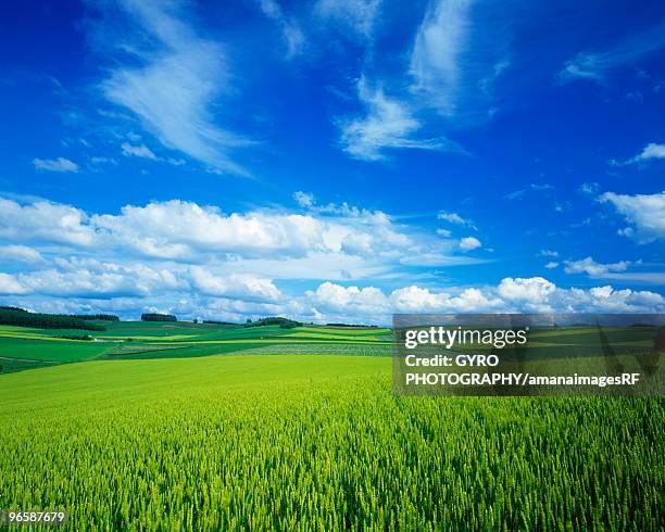 barley field, asahikawa city, hokkaido prefecture, japan - asahikawa stock-fotos und bilder