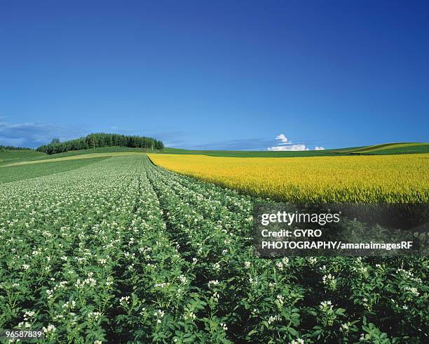 potato crops in hokkaido, japan - hokkaido potato stock pictures, royalty-free photos & images