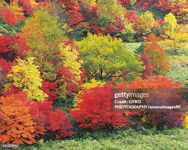 trees in autumn, hachimantai city, iwate prefecture, japan - hachimantai stock-fotos und bilder