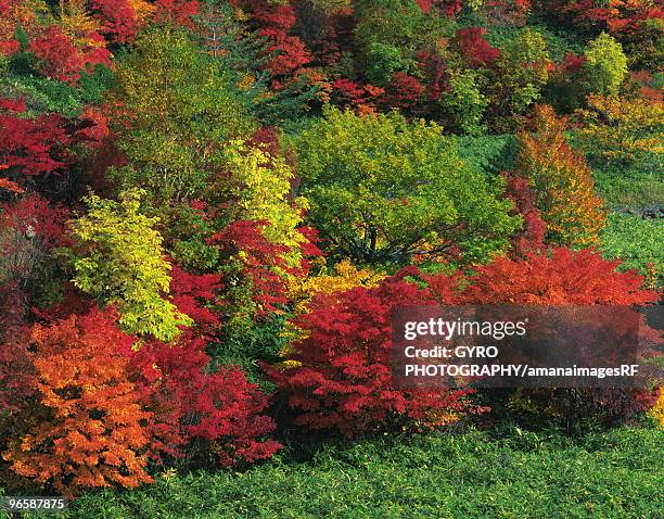 autumnal leaves, hachimantai, iwate prefecture, japan - hachimantai stock-fotos und bilder