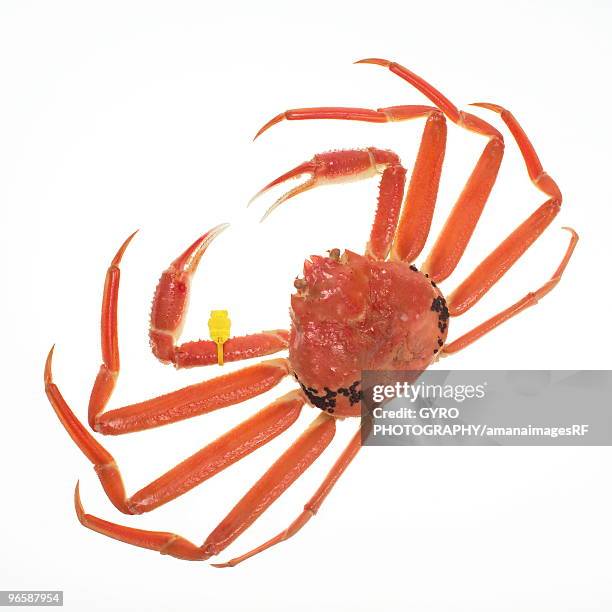 snow crab - dierenchip stockfoto's en -beelden