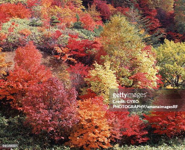 autumn foliage,  hachimantai,  iwate prefecture,  japan - hachimantai stock-fotos und bilder