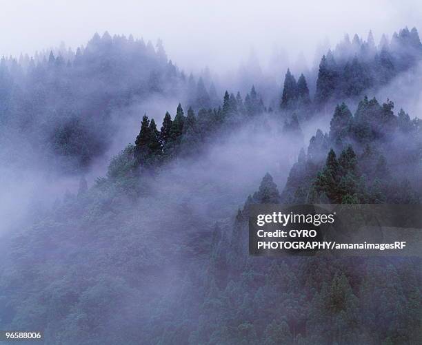 forest shrouded in fog,  katsuyama,  fukui prefecture,  japan - fukui prefecture stock pictures, royalty-free photos & images