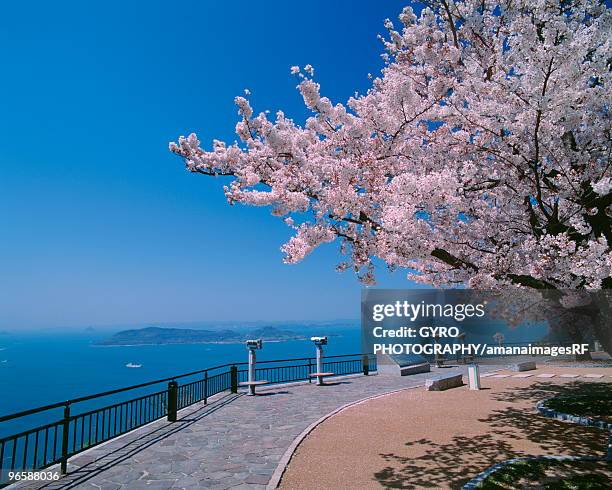 cherry blossom blooming by sea - takamatsu bildbanksfoton och bilder