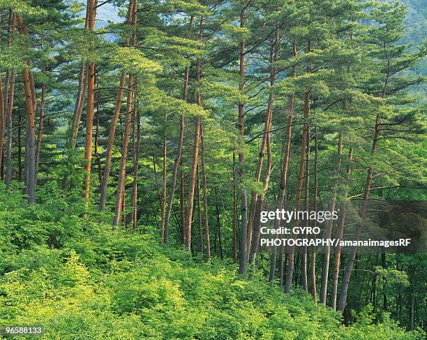 japanese red pine forest - red pine stock pictures, royalty-free photos & images