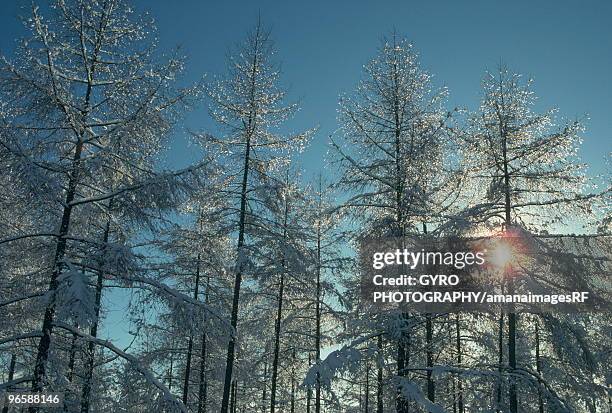 trees in winter, nagano prefecture, honshu, japan - 樹氷 ストックフォトと画像