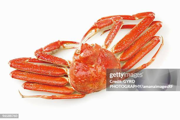 snow crab - spider crab ストックフォトと画像