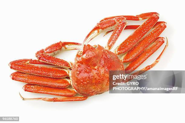 snow crab - spider crab stock pictures, royalty-free photos & images