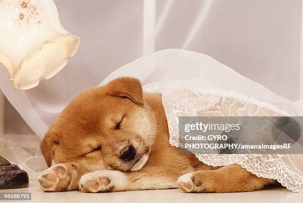 shiba inu puppy sleeping under a net curtain - shiba inu lights 個照片及圖片檔