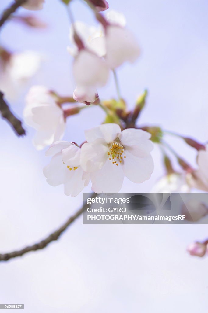 Somei Yoshino, Cherry Blossom Tree