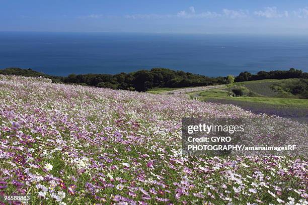 awaji flower review park, awaji island, hyogo prefecture, japan - hyogo prefecture stock pictures, royalty-free photos & images