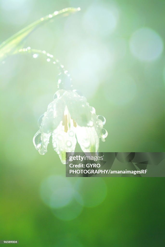 Low angle view of dewy white bell shaped flower