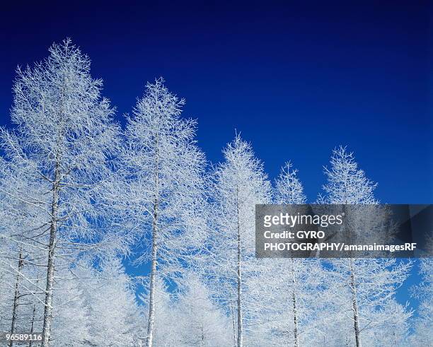 japanese larch white with frost, blue background, nagano prefecture, japan - japanese larch stock pictures, royalty-free photos & images