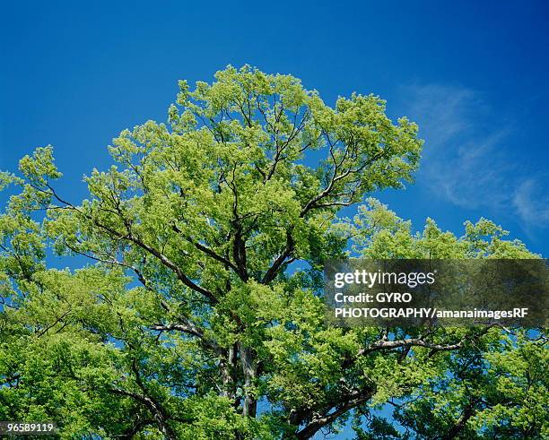 trees with green leaves, japanese zelkova - japanese zelkova stock pictures, royalty-free photos & images