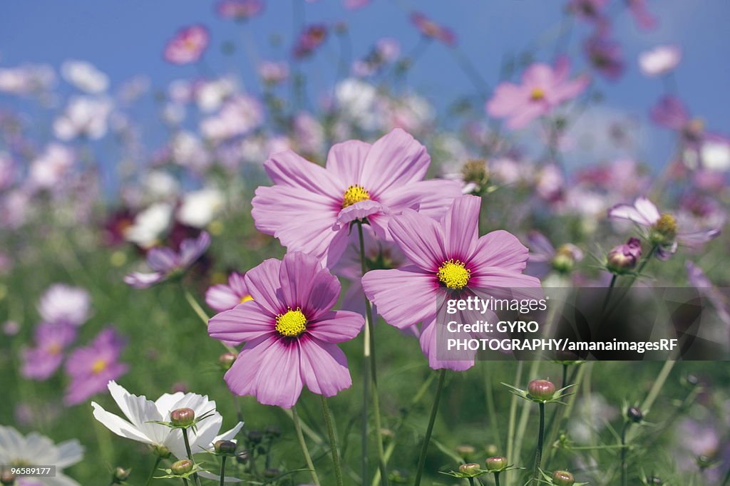 Field of cosmos, close up