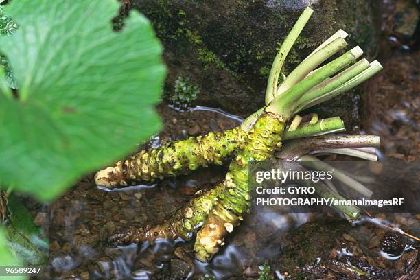 japanese horseradish - wasabi sauce stock pictures, royalty-free photos & images