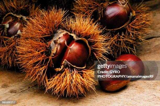 Pointy Nut Shells 796 Pointy Shell Stock Photos, High-Res Pictures, and Images - Getty Images