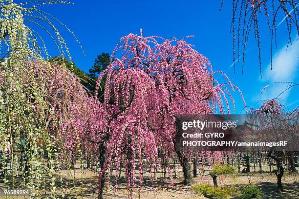 plum trees, tsu city, mie prefecture, japan - tsu stock pictures, royalty-free photos & images