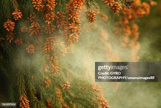 japanese cedar pollen - pollination stock pictures, royalty-free photos & images