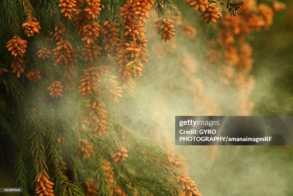 Japanese Cedar pollen