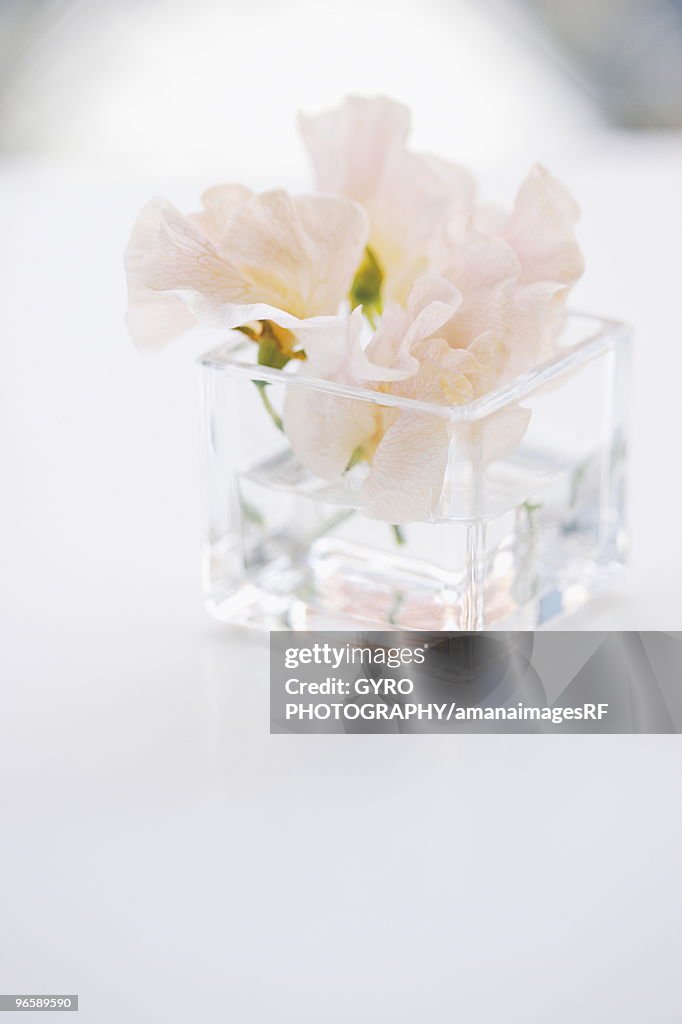 Sweet pea blossoms in vase