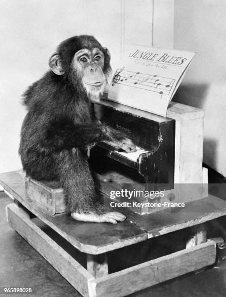 Ce chimpanzé du zoo du Bronx divertit les visiteurs en jouant au piano, à New York City, Etats-Unis le 27 octobre 1932.