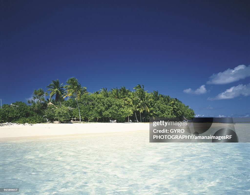 Palm trees and a beach, the Maldive Islands