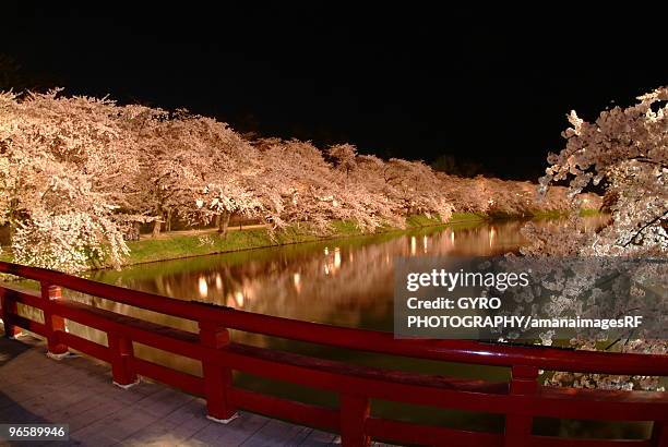 illuminated row of cherry trees beside river in the night, long exposure, hirosaki city, aomori pref - aomori city stock pictures, royalty-free photos & images