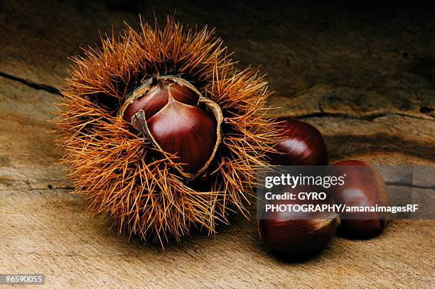 Pointy Nut Shells Pointy Shell Photos and Premium High Res Pictures - Getty Images
